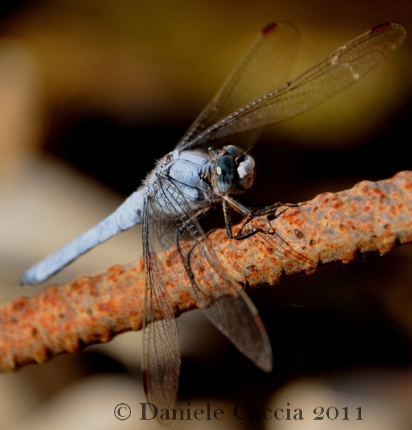 Orthetrum ...?